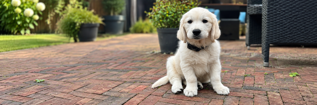De eerste nacht met je pup