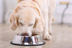 Happy Pet Voerbak Antislip 14 Cm