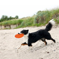 Trixie Rubber Frisbee Dog 0 Soar Groen 18 Cm