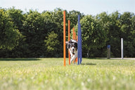 Trixie Dog Activity Agility Slalom Stokken Blauw / Oranje 115X3 Cm 12 St