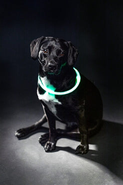 Trixie Lichtgevende Halsband Usb Flash Light Oplaadbaar Tpu Groen 40X0,8 Cm
