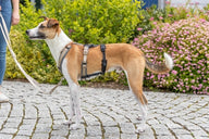 Trixie Paniekadapter Stay Voor Tuigen Zwart S-M 38-57X1,5 Cm