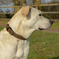 Zolux Expert Halsband Hond Premium Leer / Neopreen Bruin 30X1,4 Cm